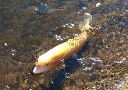 楽しすぎる！ ～平谷湖フィッシングスポット～
